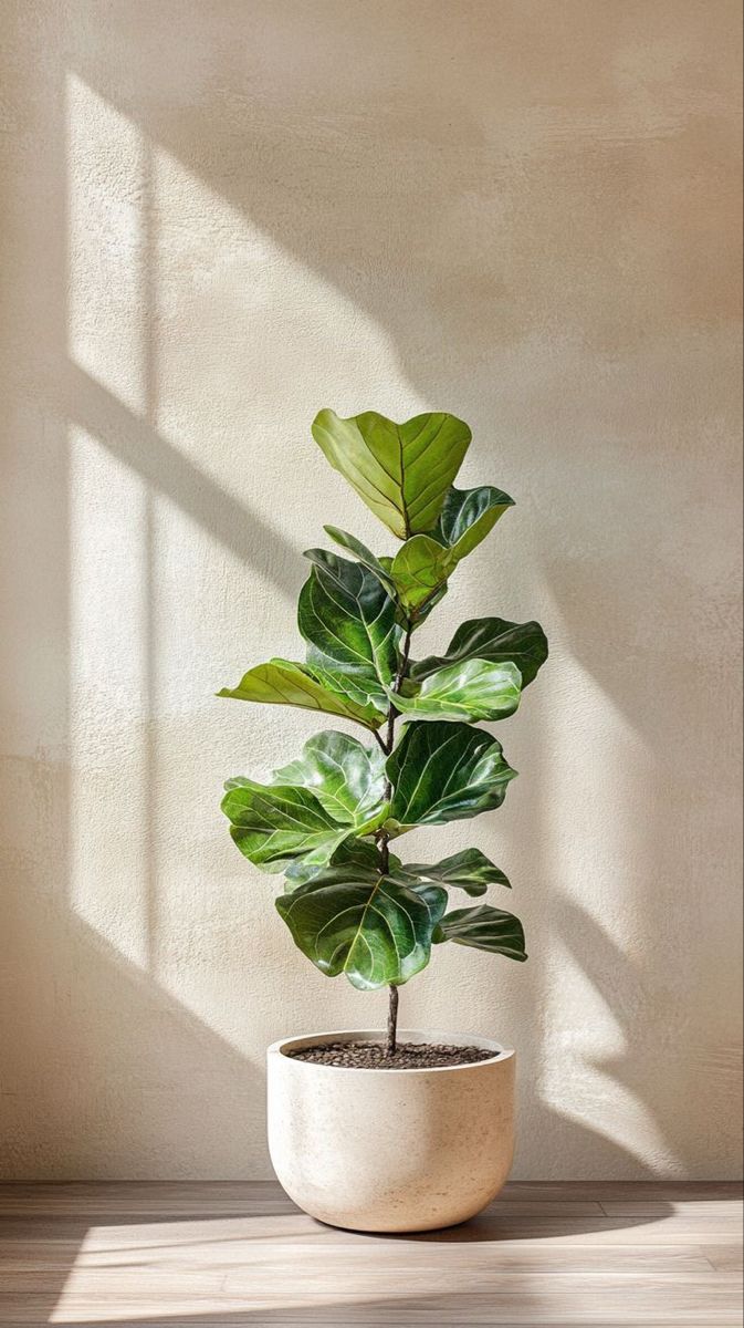 Modern Ceramic Planter Pot